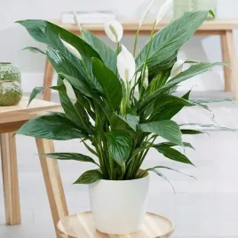 skrzydlokwiat-spathiphyllum-kwitnie-caly-rok-piekn