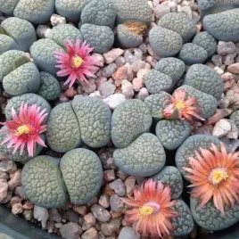 lithopsy-lithops-zywe-kamienie-szczescia-cuda-oryginalne