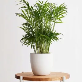 palma-chamaedorea-koralowa-elegans-wytworna-piekna