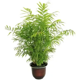 palma-chamaedorea-elegans-koralowa-chamedora-duza