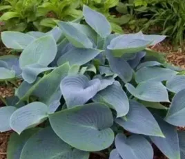 funkia-hosta-canadian-blue-do-ogrodu