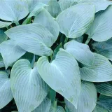 funkia-hosta-canadian-blue-do-ogrodu-rodzaj-rosliny-inny