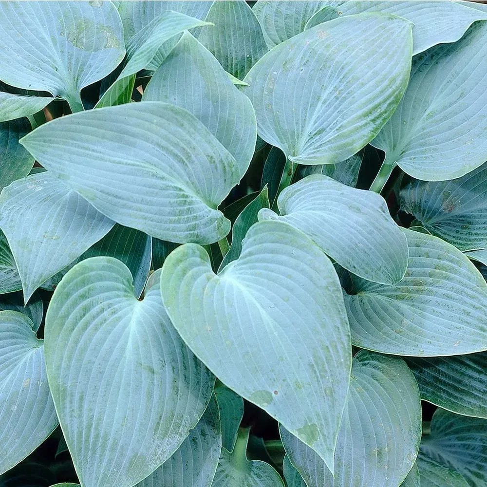 funkia-hosta-canadian-blue-do-ogrodu-rodzaj-rosliny-inny