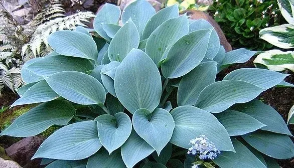 funkia-hosta-canadian-blue-do-ogrodu-kolor-kwiatow-inny-kolor