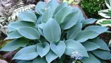 funkia-hosta-canadian-blue-do-ogrodu-kolor-kwiatow-inny-kolor
