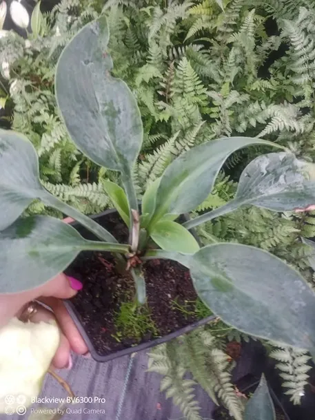 funkia-hosta-canadian-blue-do-ogrodu-roslina-w-postaci-sadzonka-z-golym-korzeniem