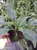 funkia-hosta-canadian-blue-do-ogrodu-roslina-w-postaci-sadzonka-z-golym-korzeniem