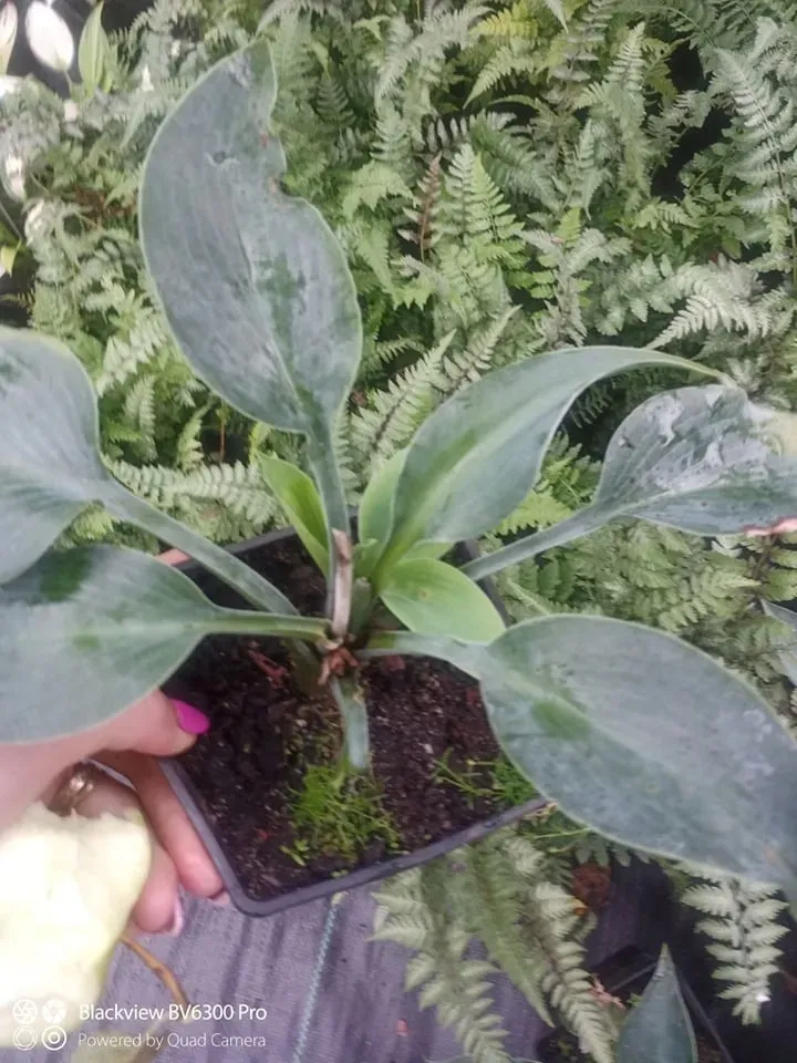 funkia-hosta-canadian-blue-do-ogrodu