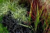 funkia-hosta-canadian-blue-do-ogrodu-rodzaj-rosliny-inny-kolor-kwiatow-inny-kolor