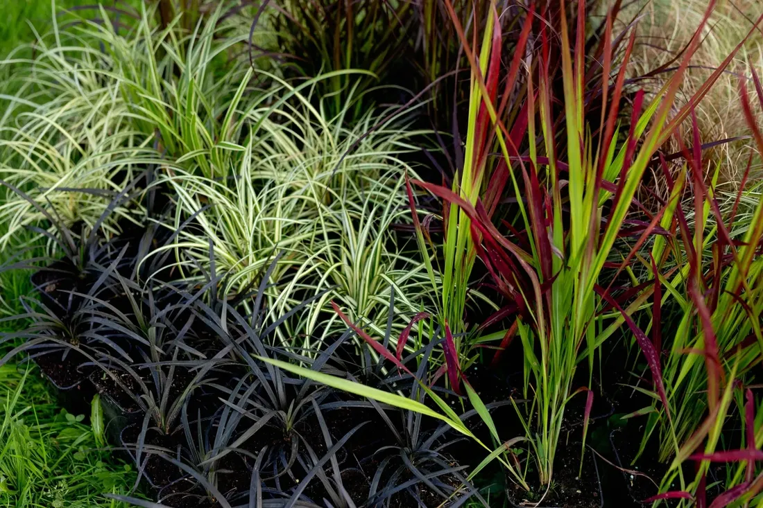 funkia-hosta-canadian-blue-do-ogrodu-rodzaj-rosliny-inny