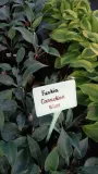 funkia-hosta-canadian-blue-do-ogrodu-rodzaj-rosliny-inny-roslina-w-postaci-sadzonka-z-golym-korzeniem