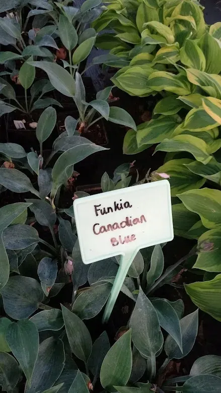 funkia-hosta-canadian-blue-do-ogrodu-rodzaj-rosliny-inny