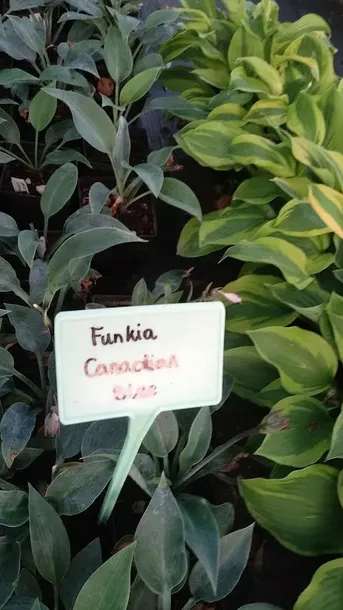 funkia-hosta-canadian-blue-do-ogrodu-rodzaj-rosliny-inny-kod-producenta-wodne-rosliny