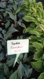 funkia-hosta-canadian-blue-do-ogrodu-rodzaj-rosliny-inny-kod-producenta-wodne-rosliny