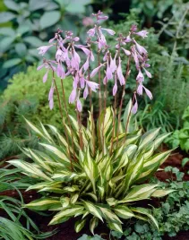 funkia-cherry-berry-kolor-wisnia-pedy-kwiatowe