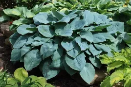 hosta-funkia-blue-mammoth-niebieskawe-liscie