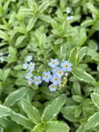 niezapominajka-blotna-niebieska-variegata-ozdobna-do-ogrodu-i-oczka