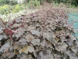 zurawka-drobnokwiatowa-palace-purple-sadzonka-w-doniczce-p9