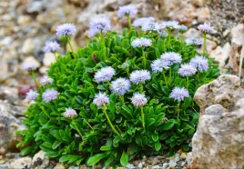 kulnik-sercolistny-sadzonka-w-doniczce-p9