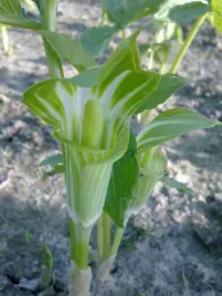 arizema-amurska-sadzonka-w-doniczce-p9