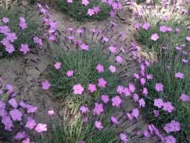 gozdzik-majowy-siny-sadzonka-w-doniczce-p9