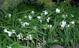 trzykrotka-snow-cap-sadzonka-w-doniczce-p9-rodzaj-rosliny-inny