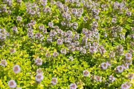 50x-macierzanka-cytrynowa-aureus-sadzonka-w-doniczce-p9