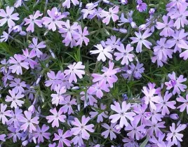 50x-floks-szydlasty-gf-wilson-sadzonka-w-doniczce-p9