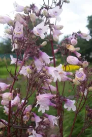 10x-penstemon-palczasty-husker-red-sadzonka-w-doniczce-p9