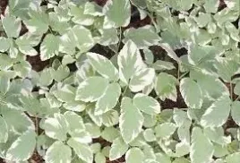 50x-podagrycznik-variegata-sadzonka-w-doniczce-p9