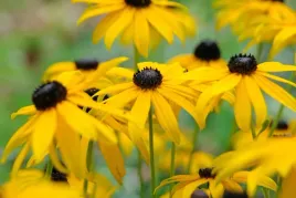50x-rudbekia-blyskotliwa-goldstrum-sadzonka-w-doniczce-p9