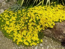 10x-slonecznica-delosperma-nubijska-zolta-sadzonka-w-doniczce-p9