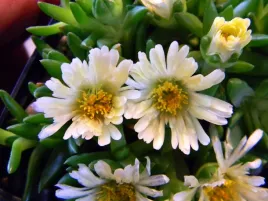 50x-slonecznica-delosperma-cogestum-biala-sadzonka-w-doniczce-p9