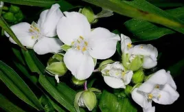 50x-trzykrotka-snow-cap-sadzonka-w-doniczce-p9
