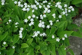 10x-uludka-wiosenna-biala-sadzonka-w-doniczce-p9