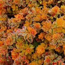 rozchodnik-kamczacki-the-edge-sadzonka-w-doniczce-p9