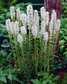 liatra-klosowa-biala-sadzonka-w-doniczce-p9