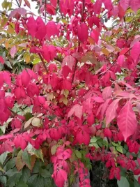 trzmielina-oskrzydlona-fireball-ogniste-barwy