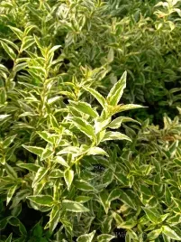 zylistek-wysmukly-marmorata-do-malych-ogrodow