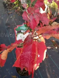 fotergilla-wieksza-major-jesienne-wybarwienie