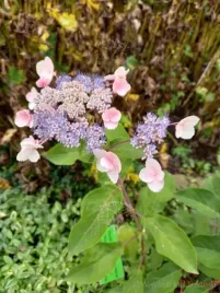 hortensja-kosmata-hot-chocolate-purpurowe-liscie