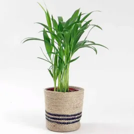 duza-palma-areca-areka-oczyszcza-nawilza-powietrze