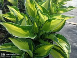 funkia-colored-hulk-hosta-do-ogrodu