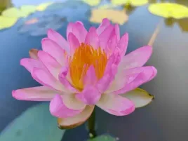 lilia-wodna-pink-explosion-do-oczka-i-stawu