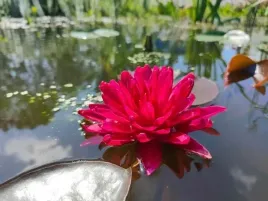 lilia-wodna-stromboli-czerwona-nymphaea-do-stawu-i-oczka