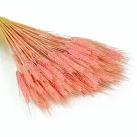 pszenzyto-suszone-naturalne-rozowe-duzy-bukiet