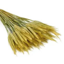pszenzyto-suszone-naturalne-duzy-bukiet-suszony