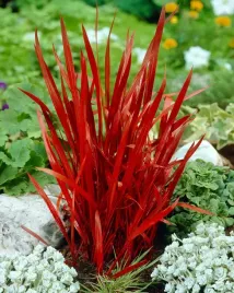 trawa-imperata-cylindryczna-red-baron-czerwona-trawa