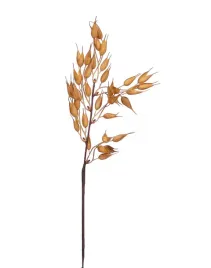 owies-galazka-brazowa-krotka