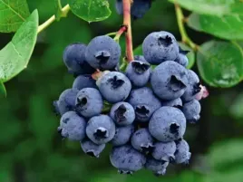 borowka-amerykanska-darrow-2l-30-50cm-wielkie-owoce